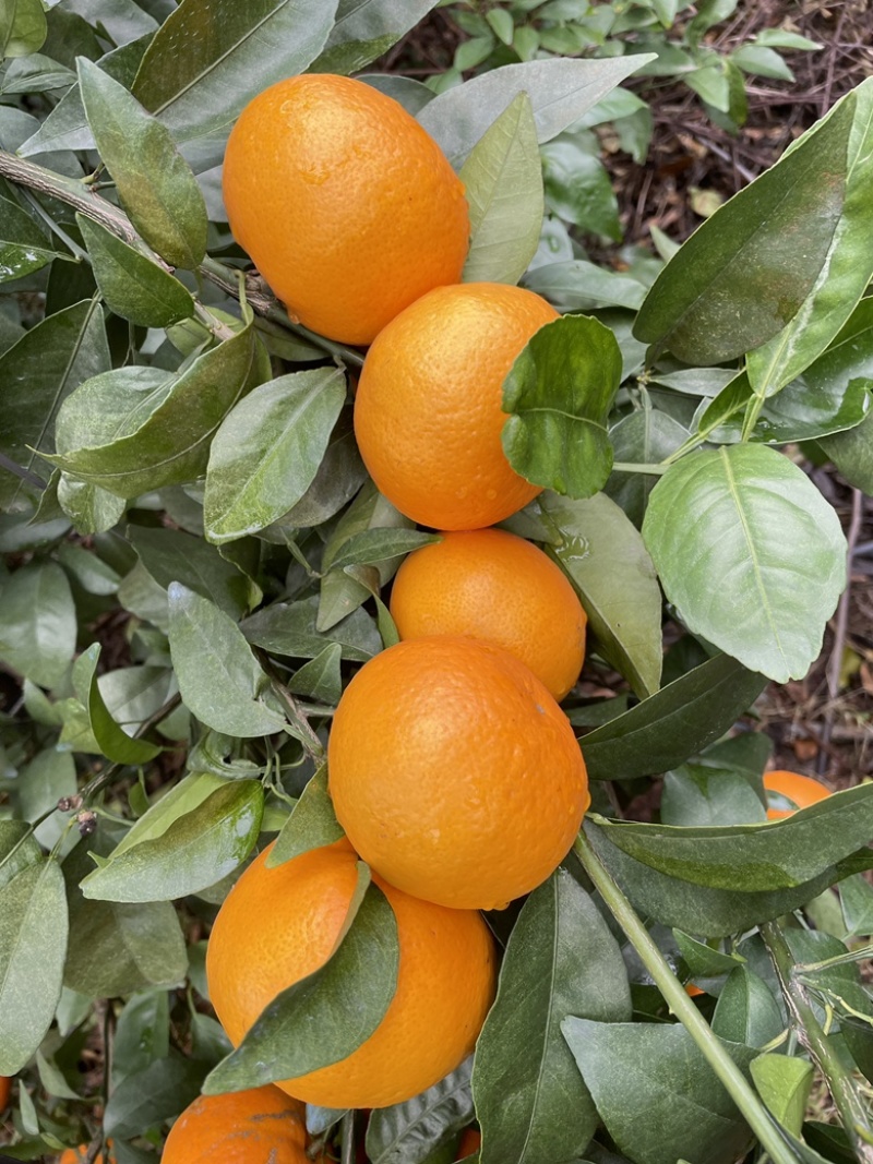 桂林恭城沃柑🍊大量供应中细皮叶面好价低货优