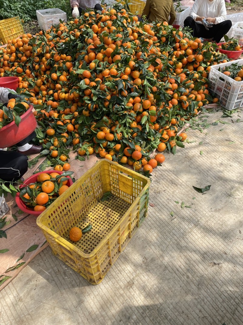 桂林恭城沃柑🍊大量供应中细皮叶面好价低货优