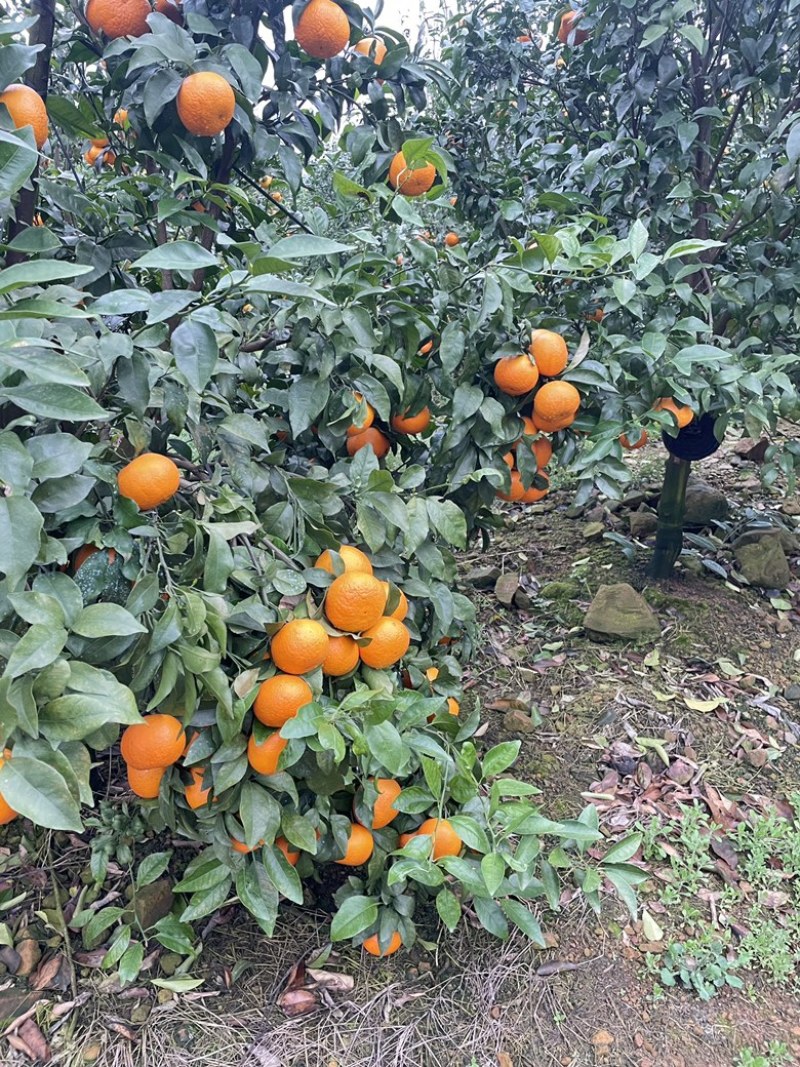 桂林恭城沃柑🍊大量供应中细皮叶面好价低货优