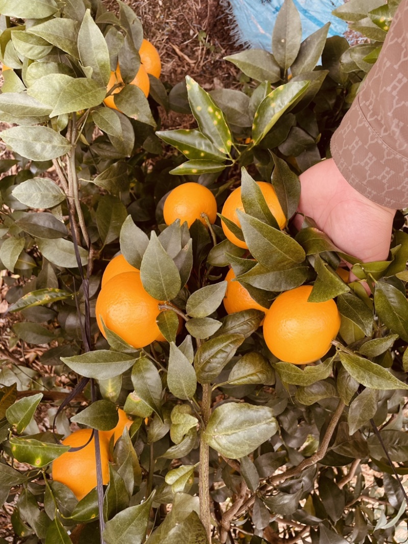 桂林恭城沃柑🍊大量供应中细皮叶面好价低货优