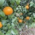 桂林恭城沃柑🍊大量供应中细皮叶面好价低货优