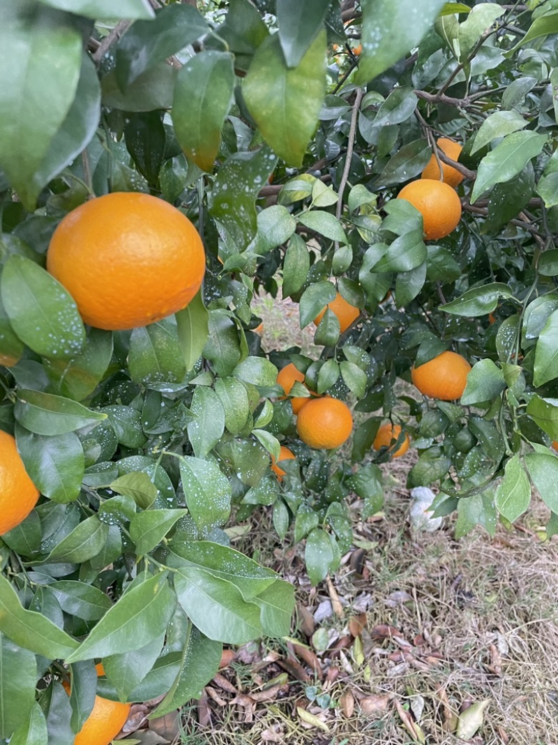 桂林恭城沃柑🍊大量供应中细皮叶面好价低货优