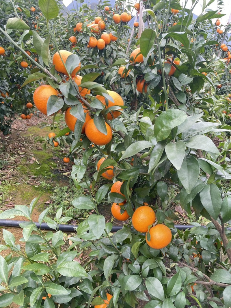 桂林恭城沃柑🍊大量供应中细皮叶面好价低货优