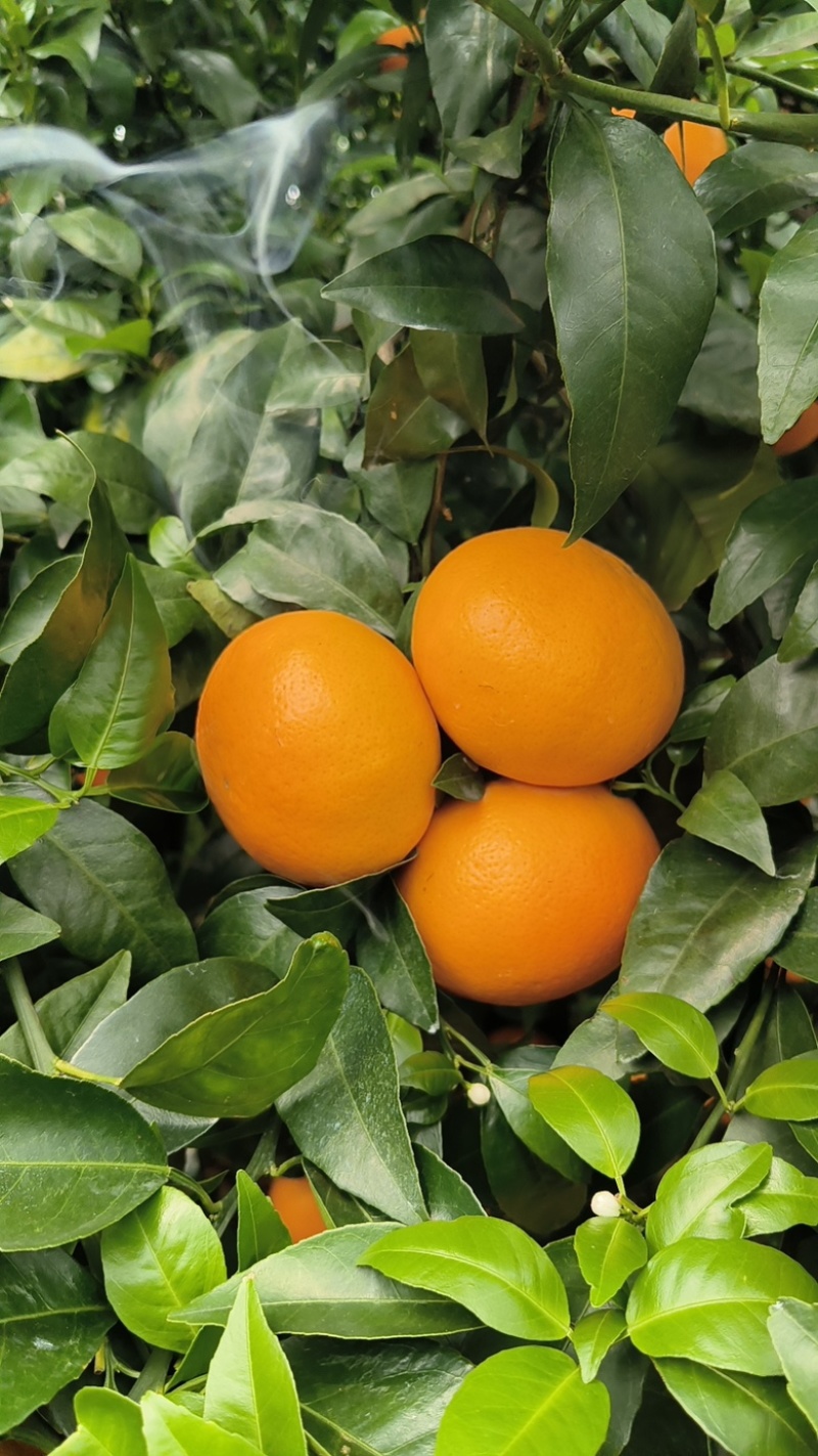 桂林恭城沃柑🍊大量供应中细皮叶面好价低货优