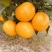 桂林恭城沃柑🍊大量供应中细皮叶面好价低货优