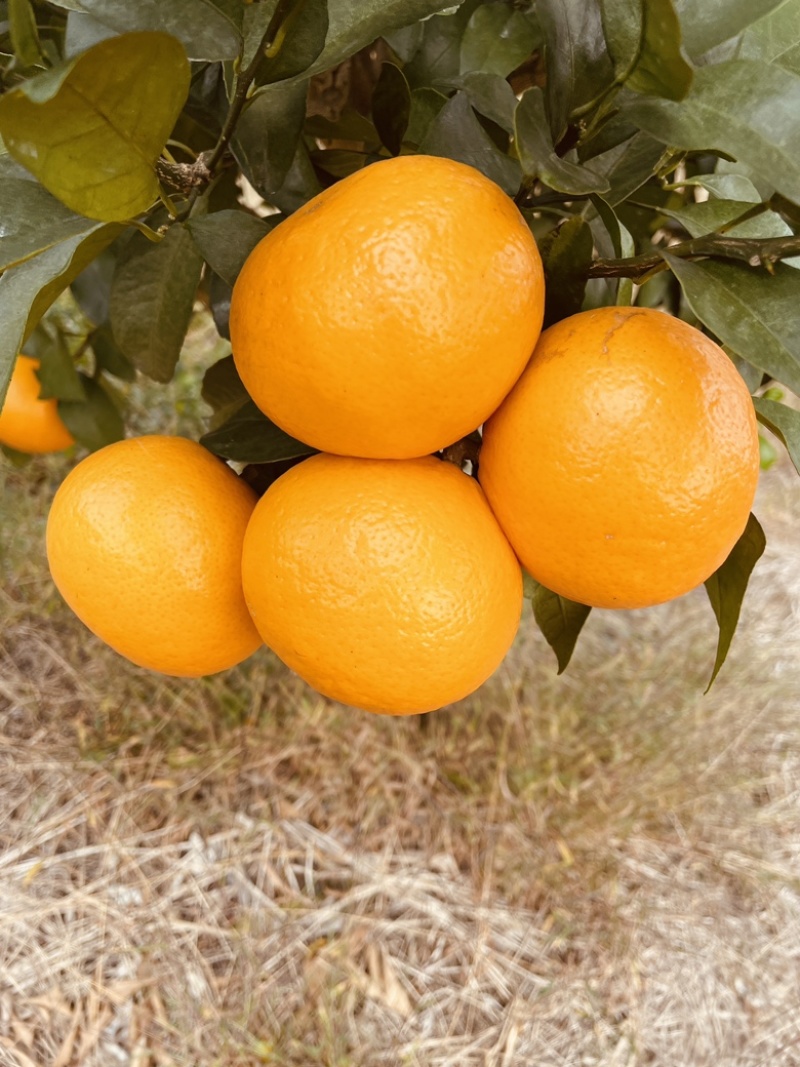桂林恭城沃柑🍊大量供应中细皮叶面好价低货优