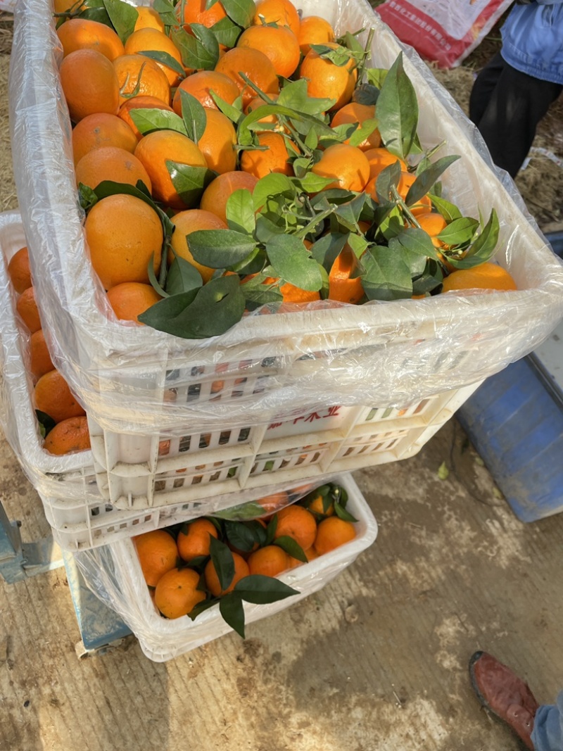桂林恭城沃柑🍊大量供应中细皮叶面好价低货优