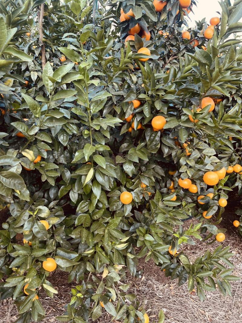桂林恭城沃柑🍊大量供应中细皮叶面好价低货优