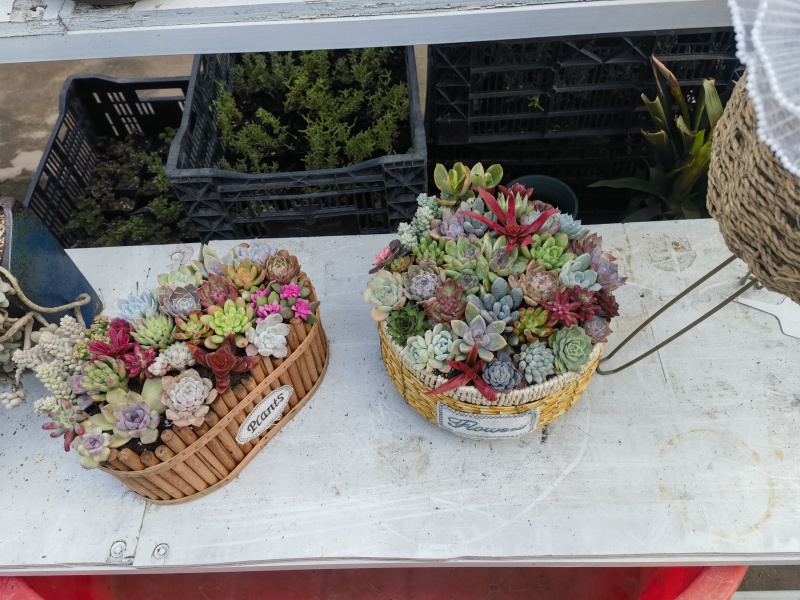 多肉绿植量大质优基地发货可视频看货对接全国