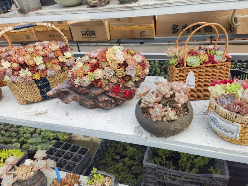 多肉绿植量大质优基地发货可视频看货对接全国