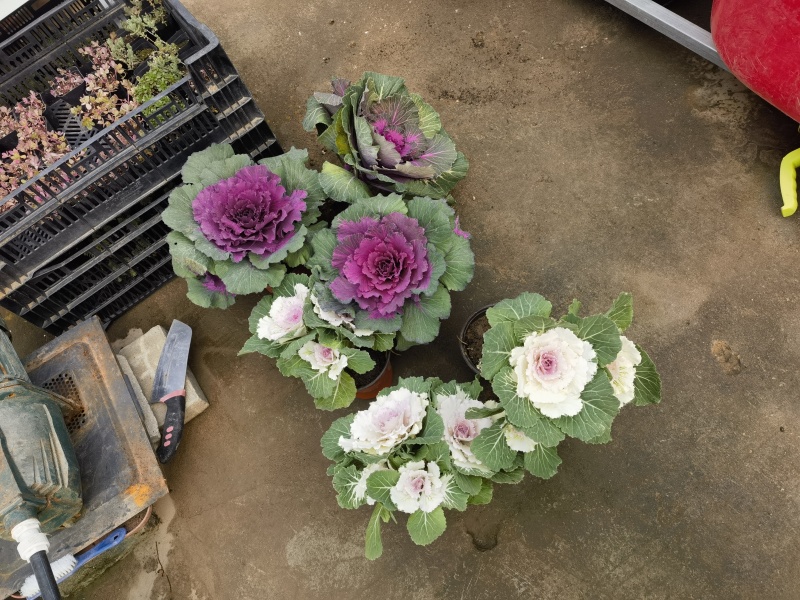 多肉绿植量大质优基地发货可视频看货对接全国
