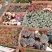 多肉绿植量大质优基地发货可视频看货对接全国