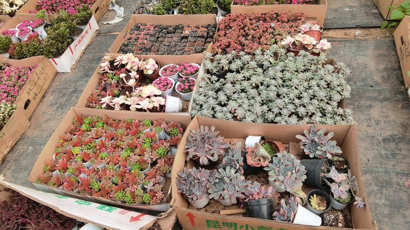 多肉绿植量大质优基地发货可视频看货对接全国