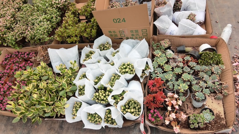 多肉绿植量大质优基地发货可视频看货对接全国
