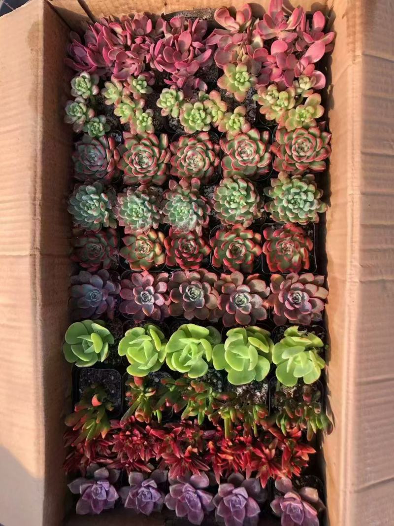 多肉绿植量大质优基地发货可视频看货对接全国