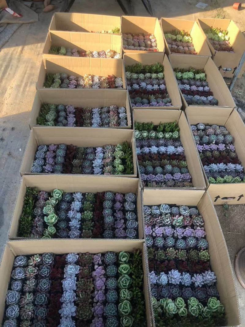 多肉绿植量大质优基地发货可视频看货对接全国