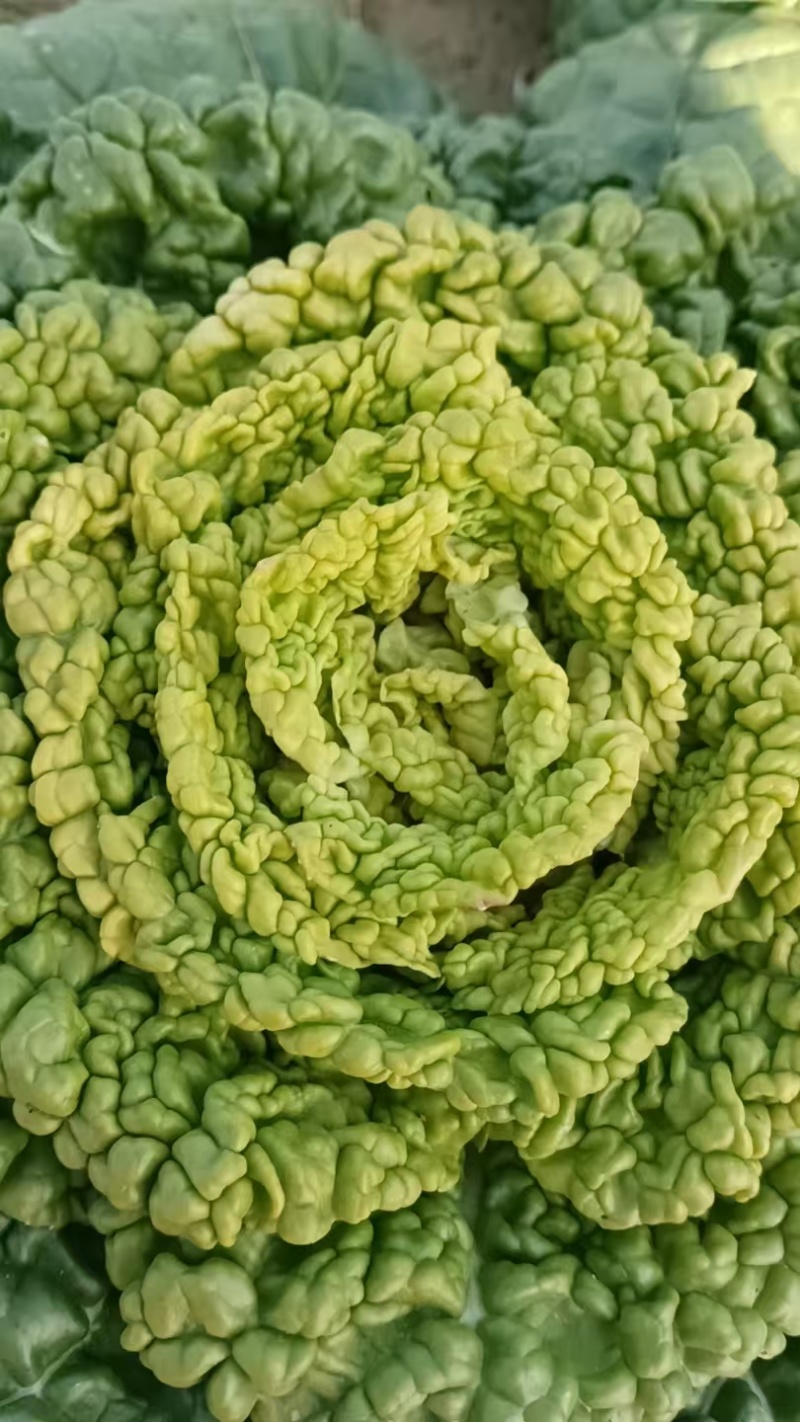 黄心乌，乌塌菜