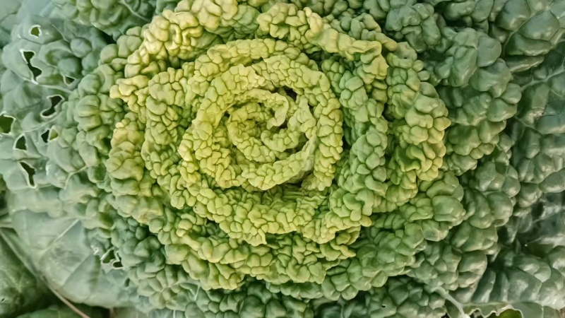 黄心乌，黄心菜。乌塌菜。菊花菜。