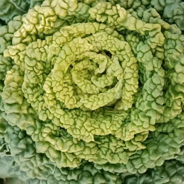黄心乌，黄心菜。乌塌菜。菊花菜。
