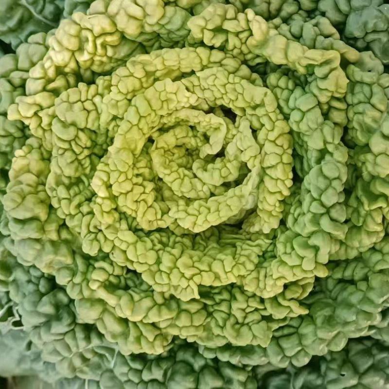 黄心乌，黄心菜。乌塌菜。菊花菜。