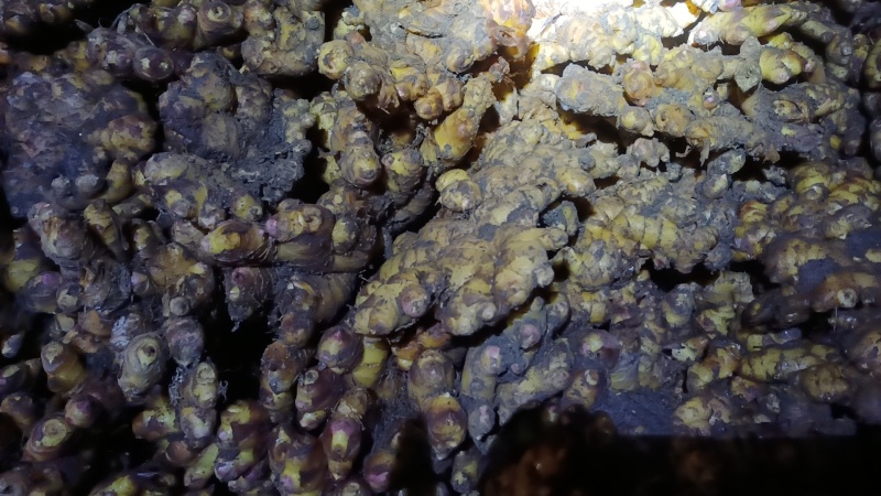 大黄姜黄心姜富含多种有益物质，主要成分有姜黄素，纤维素