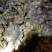 大黄姜黄心姜富含多种有益物质，主要成分有姜黄素，纤维素