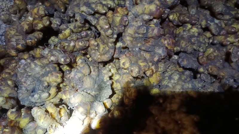 大黄姜黄心姜富含多种有益物质，主要成分有姜黄素，纤维素