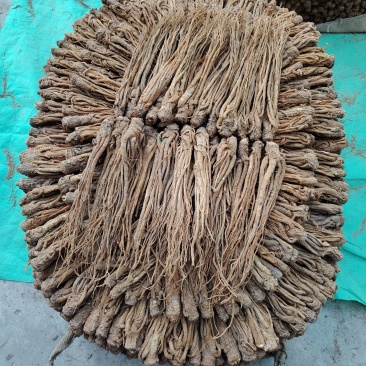 甘肃岷县当归