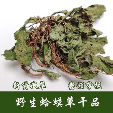 癞蛤蟆草荔枝草产地直发可视频看货整棵带根可电商可直播