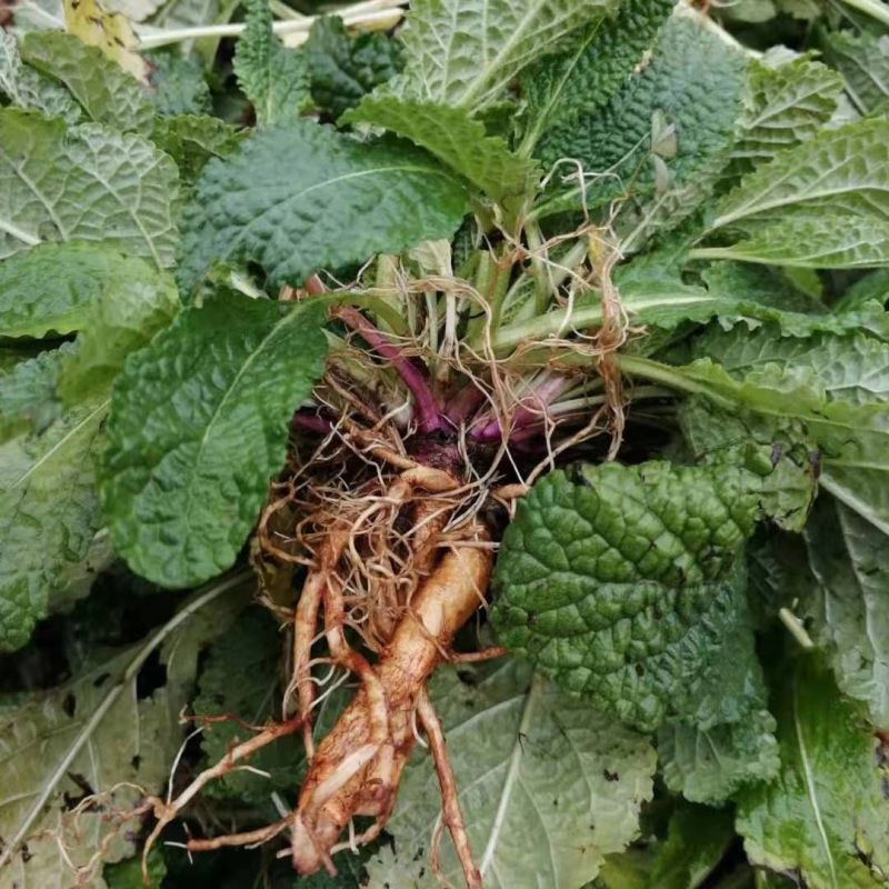 癞蛤蟆草荔枝草产地直发可视频看货整棵带根可电商可直播
