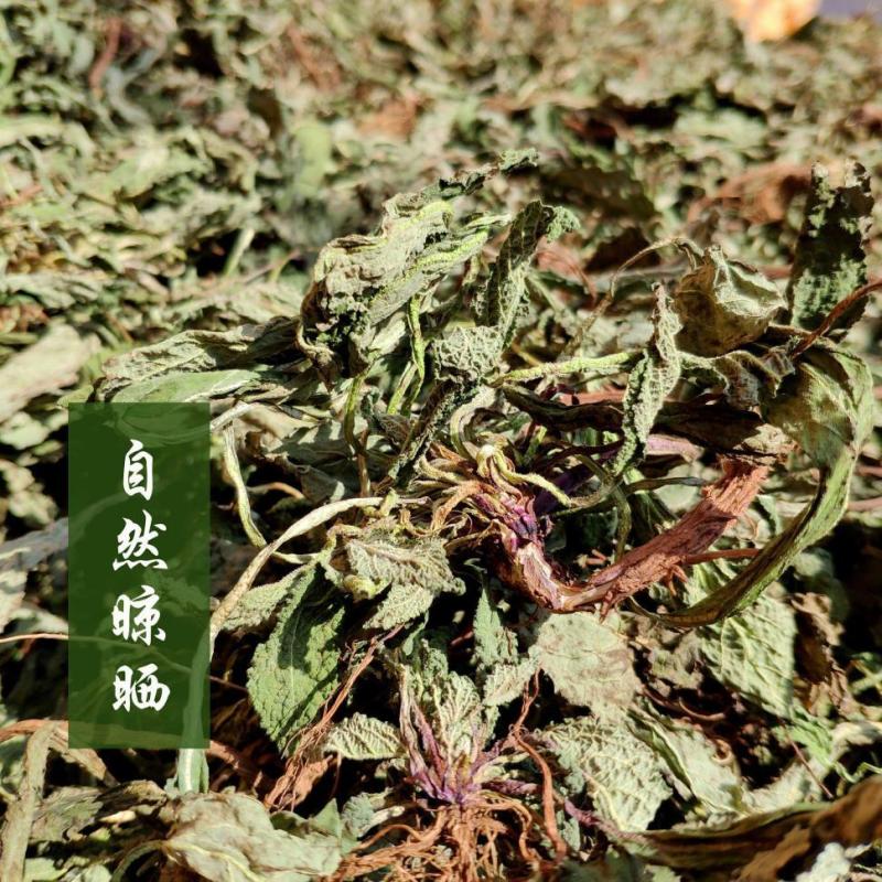癞蛤蟆草荔枝草产地直发可视频看货整棵带根可电商可直播
