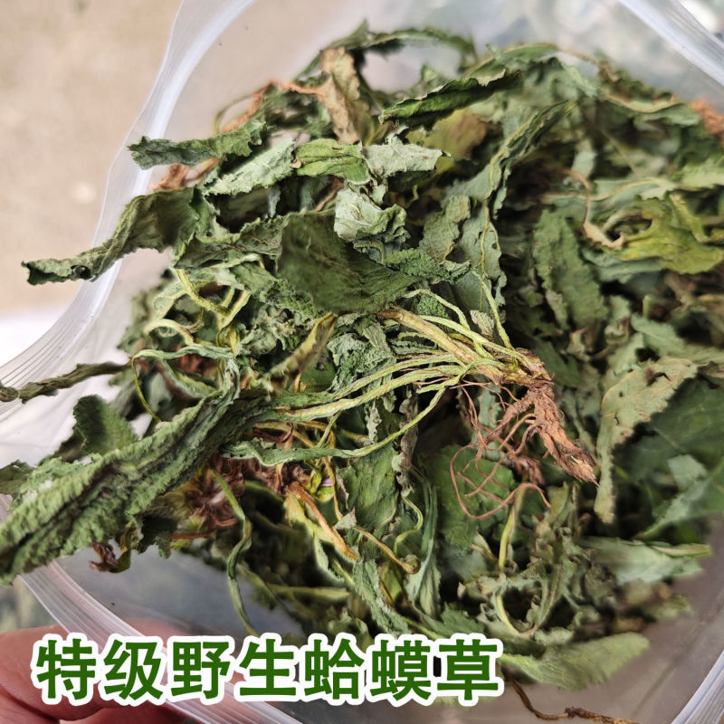 癞蛤蟆草荔枝草产地直发可视频看货整棵带根可电商可直播