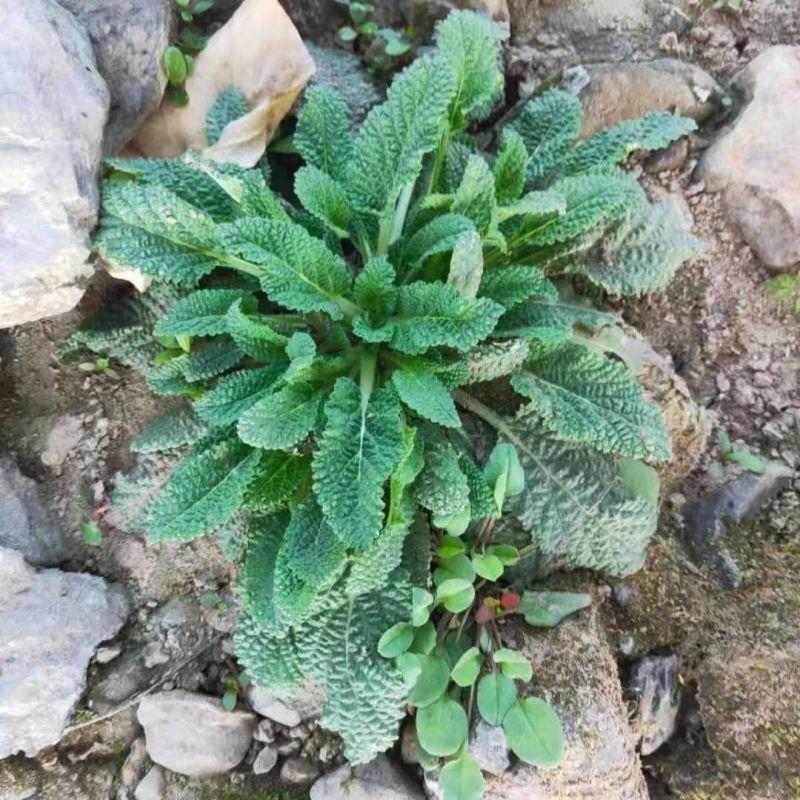 癞蛤蟆草荔枝草产地直发可视频看货整棵带根可电商可直播