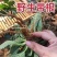 癞蛤蟆草荔枝草产地直发可视频看货整棵带根可电商可直播