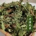 癞蛤蟆草荔枝草产地直发可视频看货整棵带根可电商可直播
