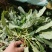癞蛤蟆草荔枝草产地直发可视频看货整棵带根可电商可直播
