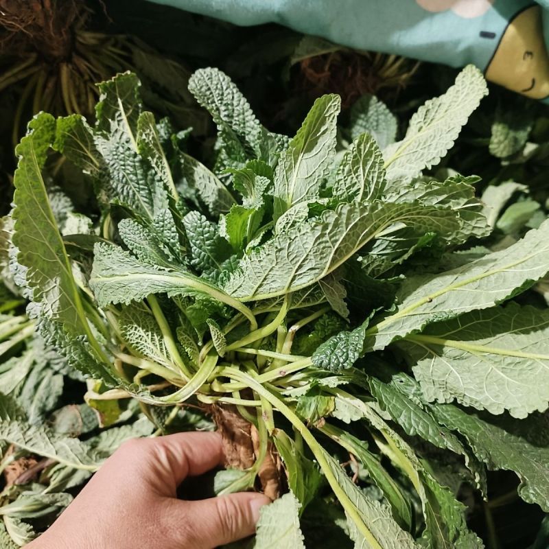 癞蛤蟆草荔枝草产地直发可视频看货整棵带根可电商可直播