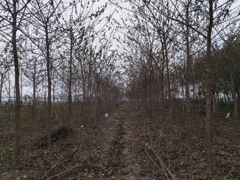 高杆柘树柞榛柘树当年苗两年苗