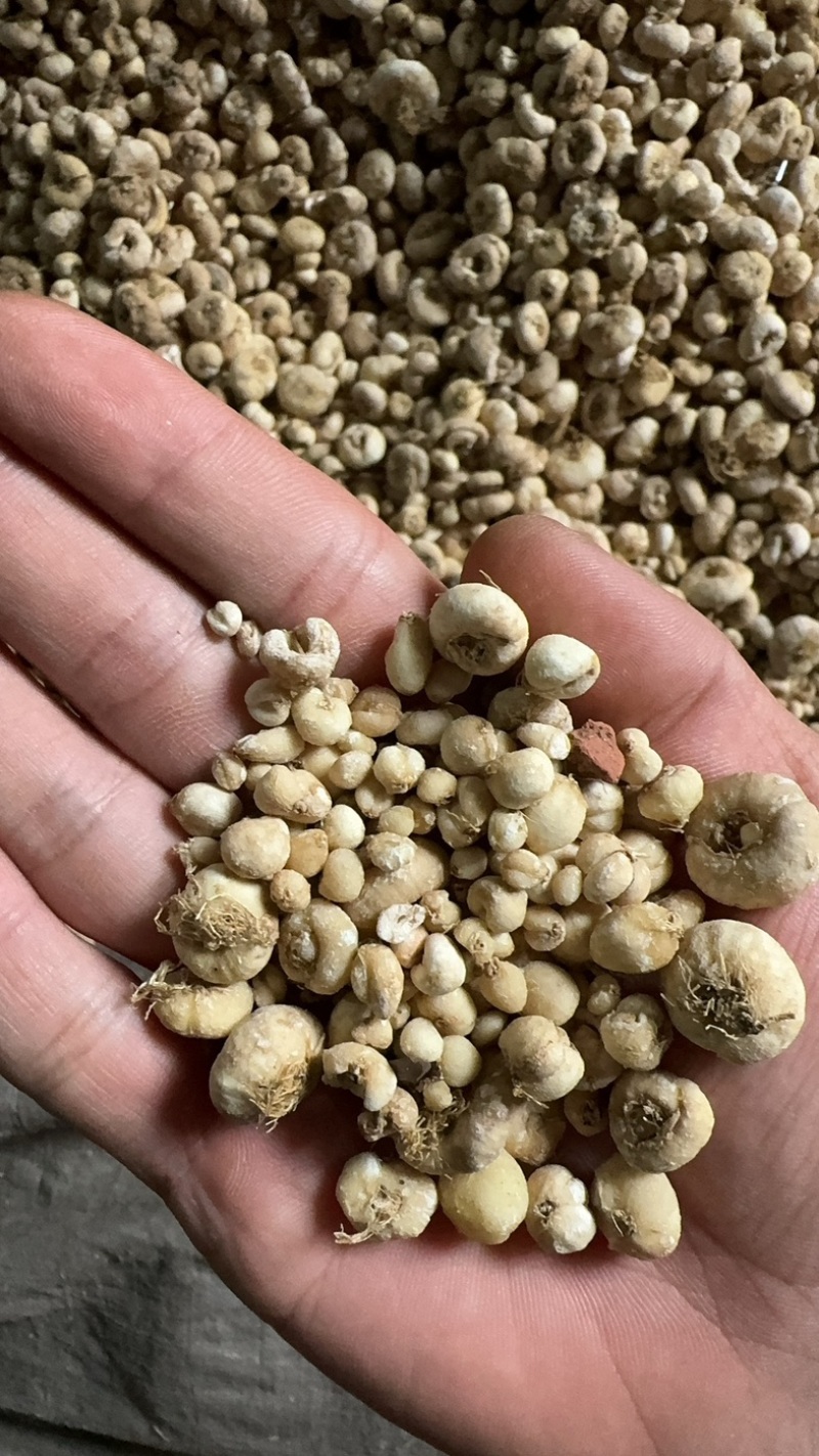 精品无硫贝母东北产地直发规格齐全大量批发