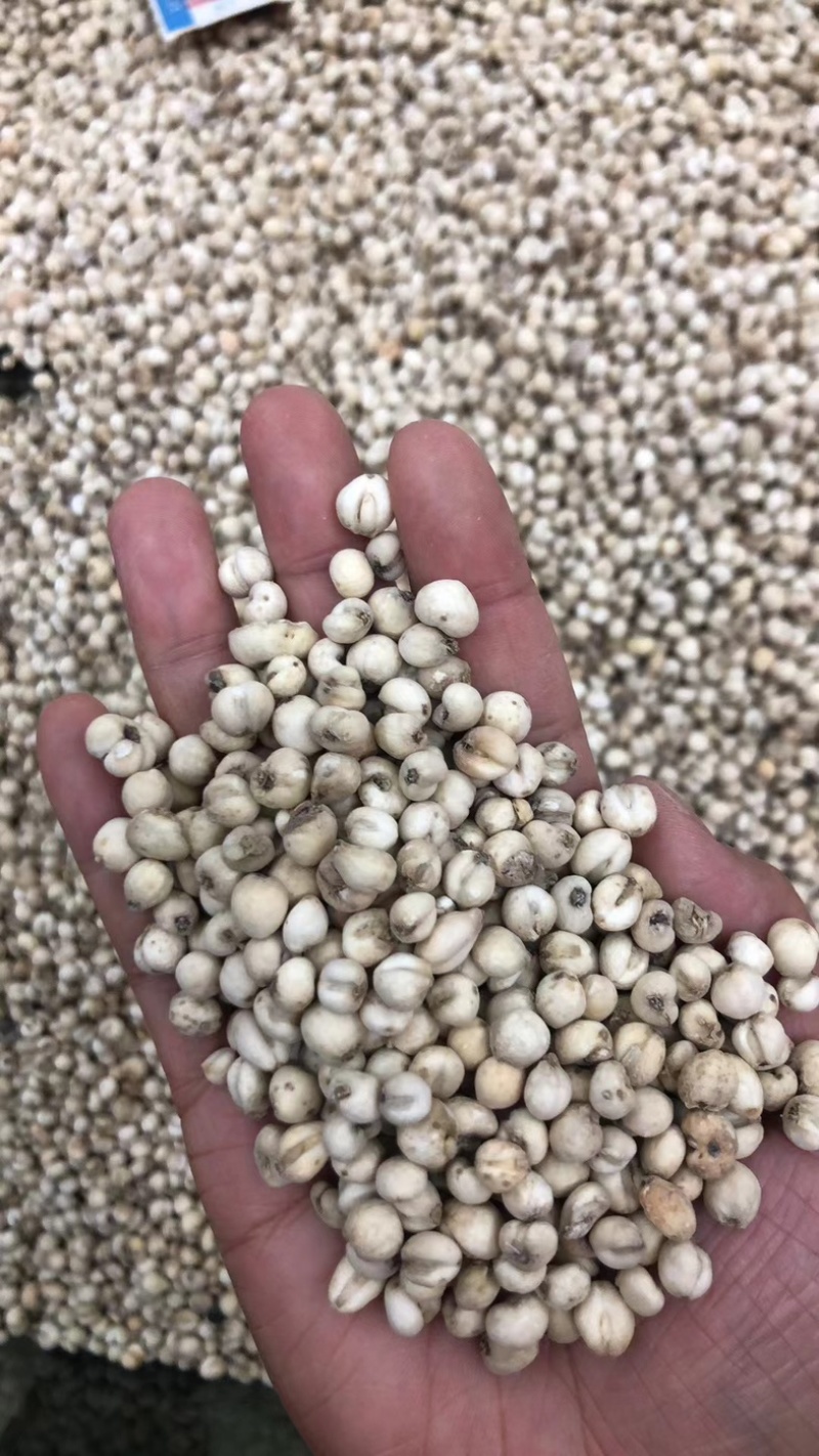 精品无硫贝母东北产地直发规格齐全大量批发
