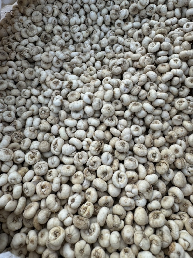 精品无硫贝母东北产地直发规格齐全大量批发