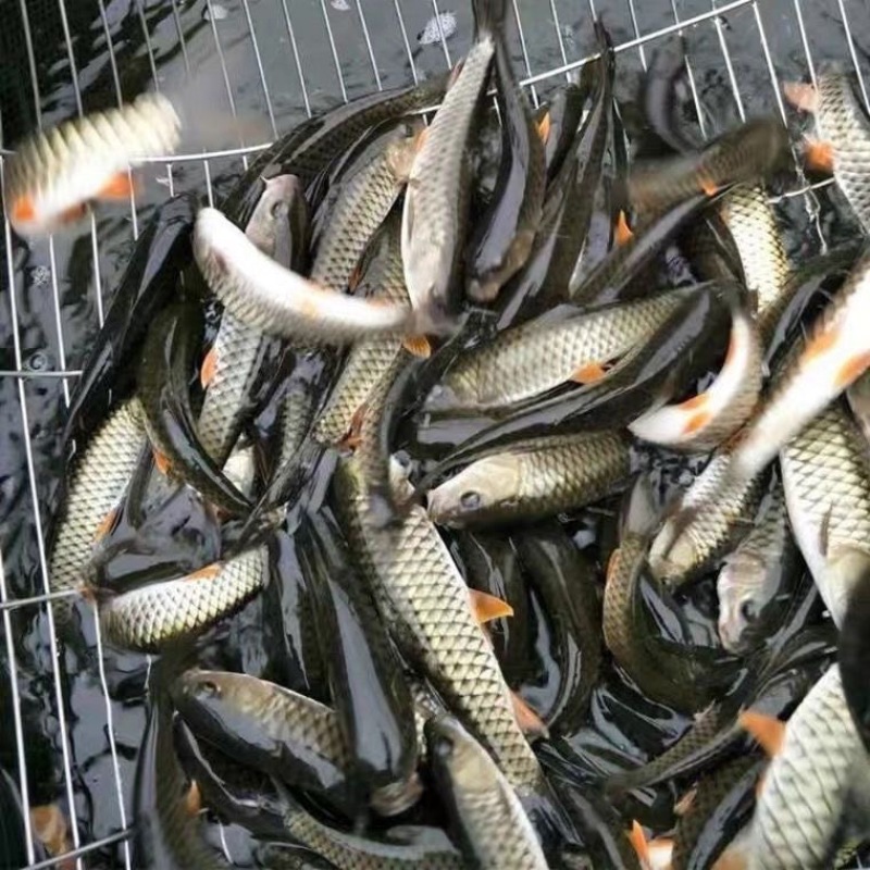 【鲈鱼苗】加州鲈鱼苗海鲈鱼苗-全程已经训化吃饲料价格实惠