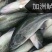 【鲈鱼苗】加州鲈鱼苗海鲈鱼苗-全程已经训化吃饲料价格实惠