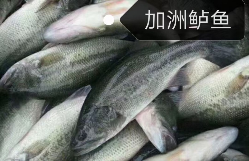 【鲈鱼苗】加州鲈鱼苗海鲈鱼苗-全程已经训化吃饲料价格实惠