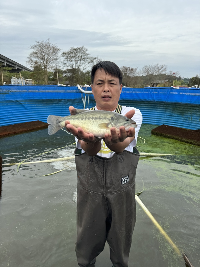 【鲈鱼苗】加州鲈鱼苗海鲈鱼苗-全程已经训化吃饲料价格实惠