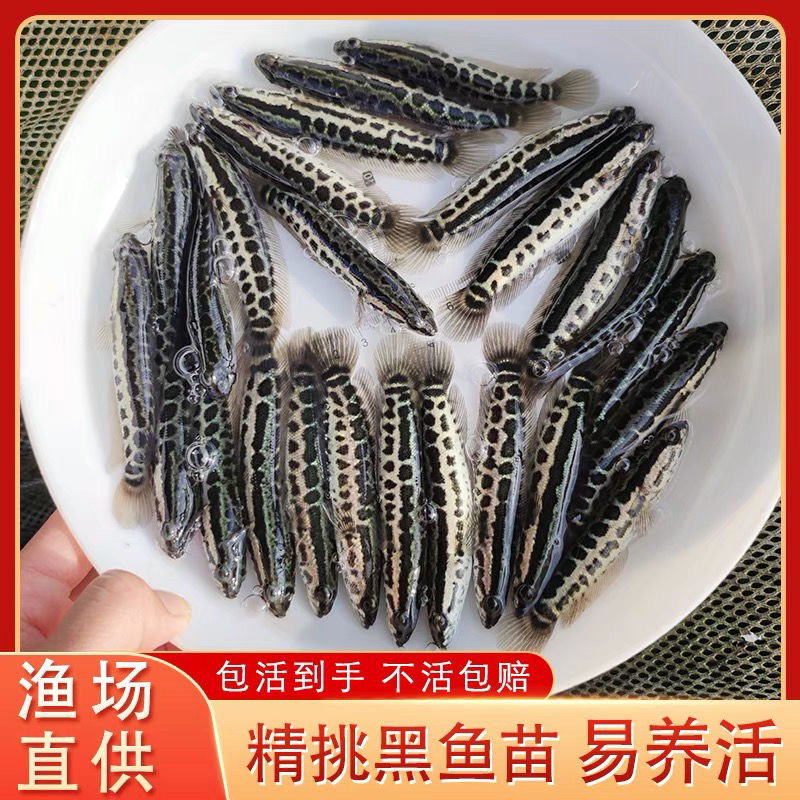 优质黑鱼苗长期供应，好养殖财鱼苗淡水养殖提供养殖技术