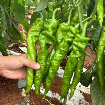 精品辣椒陇椒货源充足量大从优质量保证，可以视频货