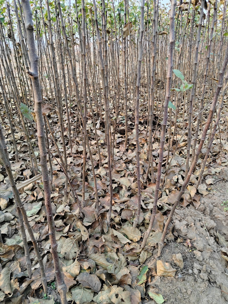绥中县，前所，有大量新品种苹果苗，质量有保证，欢迎新老客