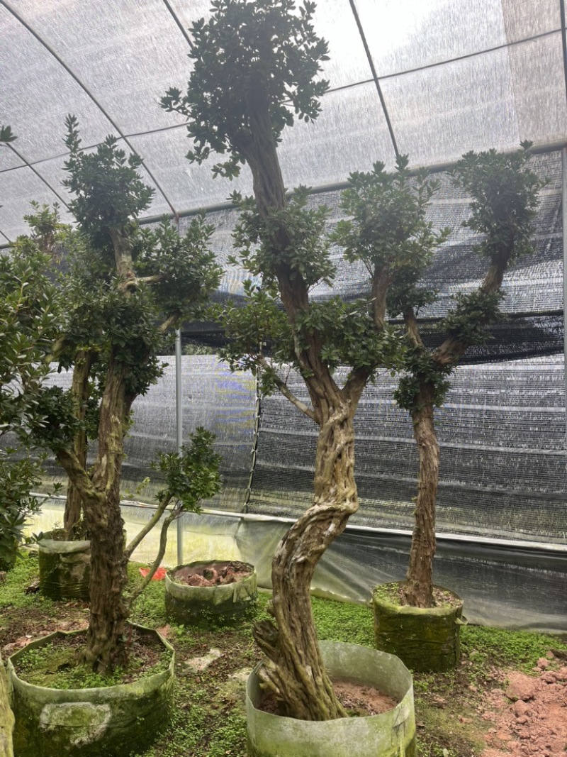 杜鹃老桩嫁接丹东红
