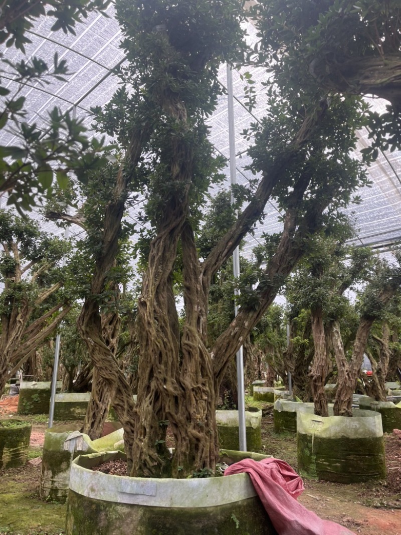杜鹃老桩嫁接丹东红